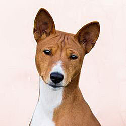 Plaques Basenji