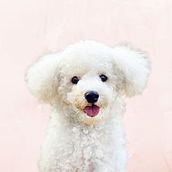 Plaques Bichon