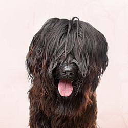 Plaques Briard