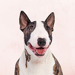 Plaques Bull Terrier