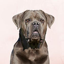 Plaques Cane Corso