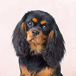 Plaques Cavalier King Charles