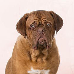 Plaques Dogue de Bordeaux