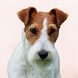 Plaques Fox Terrier