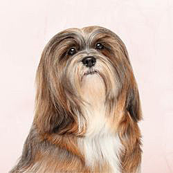 Plaques Lhassa Apso