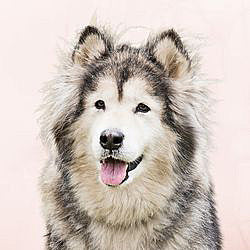 Plaques Malamute