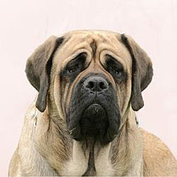 Plaques Mastiff