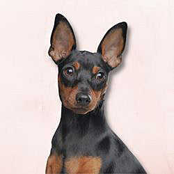 Plaques Pinscher