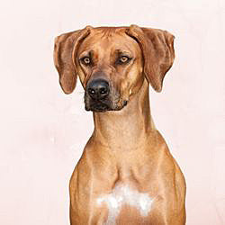 Plaques Rhodesian Ridgeback