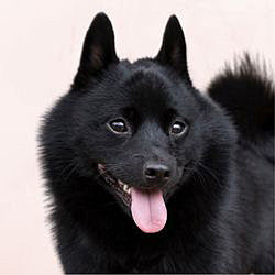 Plaques Schipperke