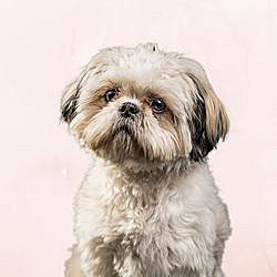 Plaques Shih Tzu