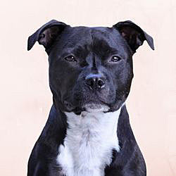 Plaques Staffie