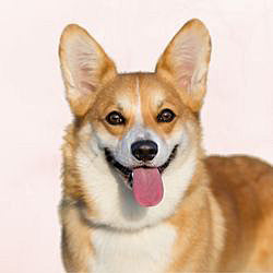 Plaques Welsh Corgi