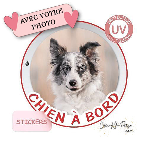 sticker chien à bord autocollant voiture border collie